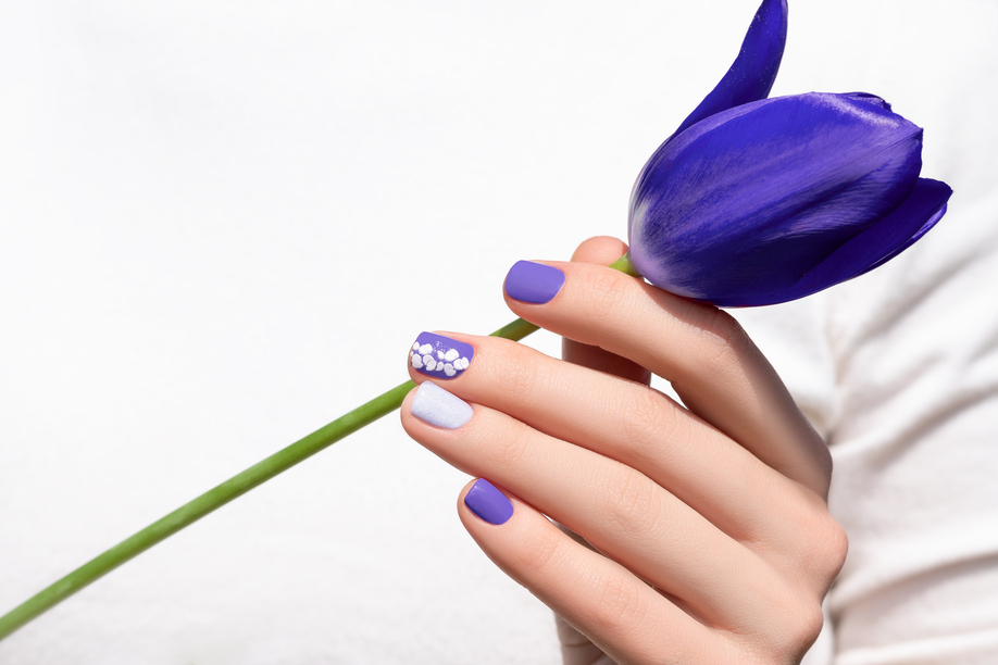 Purple nail design. Female hand with purple manicure holding tulip flower.