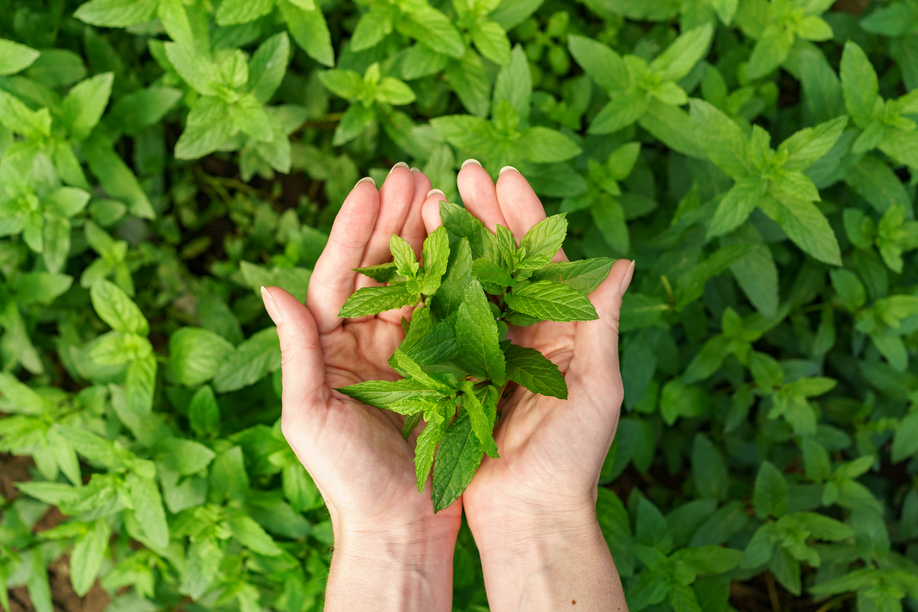 A bunch of fresh mint in female hands, close-up fresh organic mint in background.