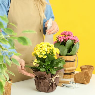 Concept of gardening, woman spray water on flowers