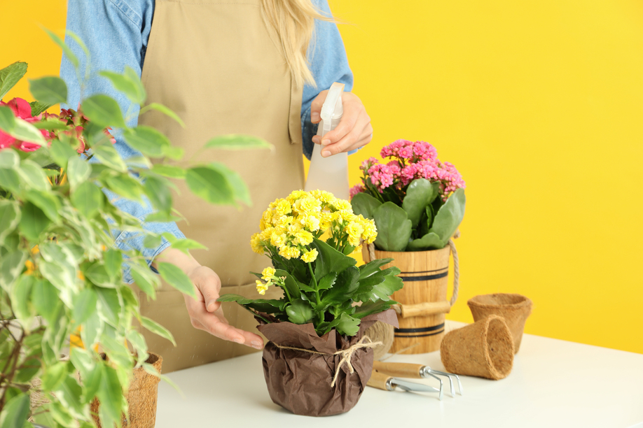 Concept of gardening, woman spray water on flowers