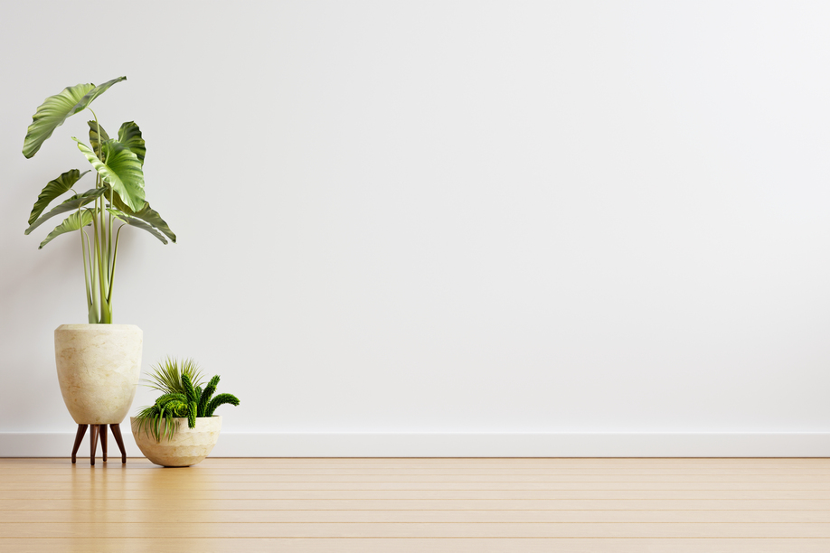 White wall empty room with plants on a floor,3D rendering