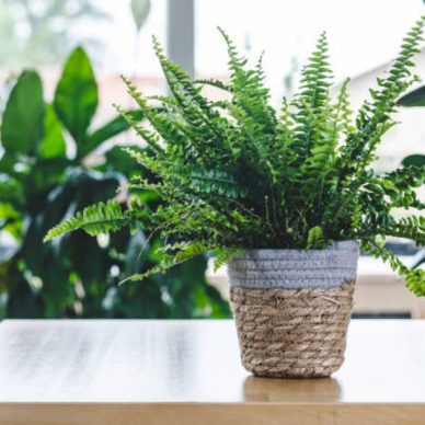 Nephrolepis exaltata (Boston fern, Green Lady) on wooden table with copy space. Nice and modern space of home interior. Cozy home decor. Home garden.