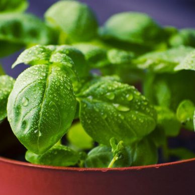 Ποια μυρωδικά μπορείς να καλλιεργήσεις μόνη σου στη κουζίνα