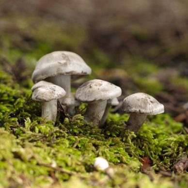 Tuft of Atractosporocybe inornata fungus growing in moss in pine needle litter in autumn. Buskett, Malta, Mediterranean