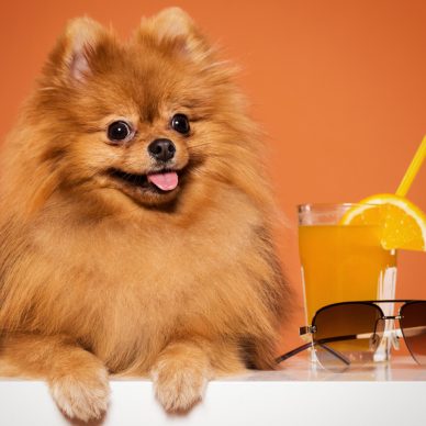 Adorable, furry spitz with juice