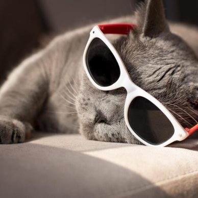 Xαρτί Τουαλέτας: Γιατί οι Γάτες Λατρεύουν το Παιχνίδι Αυτό