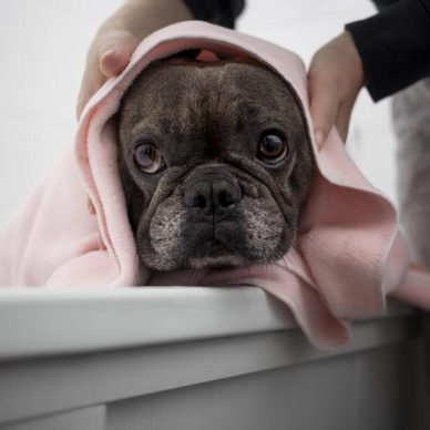 Πως να φτιάξετε το δικό σας dry shampoo για σκύλους