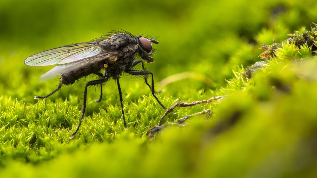 3 DIY παγίδες για μύγες που μπορείτε να φτιάξετε μέσα σε λίγα λεπτά