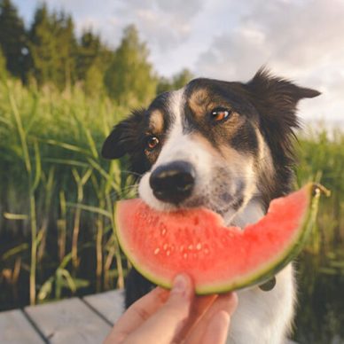 Φρούτα και λαχανικά που μπορεί να τρώει ο σκύλος σας το καλοκαίρι