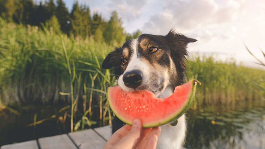 Φρούτα και λαχανικά που μπορεί να τρώει ο σκύλος σας το καλοκαίρι