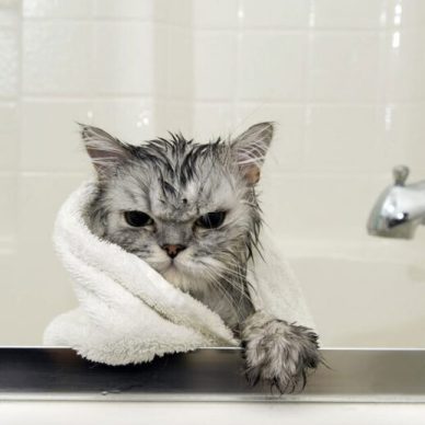 Γάτα: Μπορώ να κάνω μπάνιο το αγαπημένο μου τετράποδο;