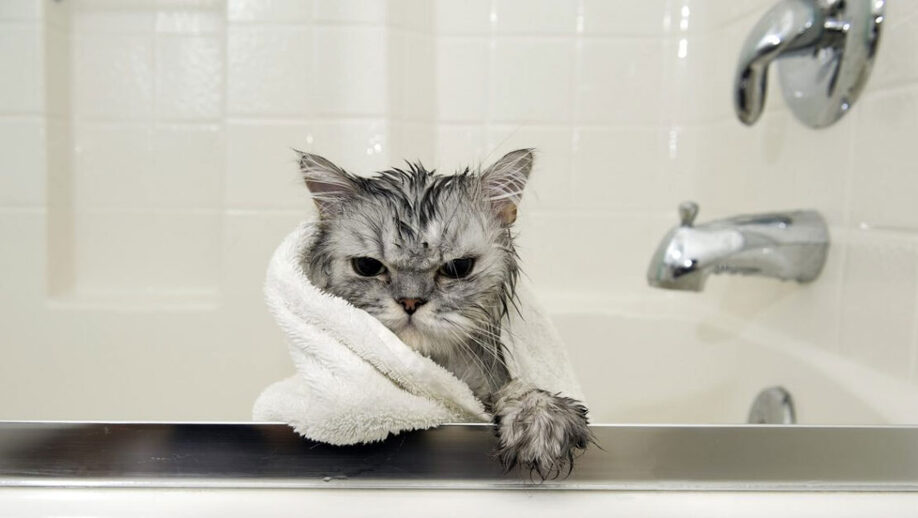 Γάτα: Μπορώ να κάνω μπάνιο το αγαπημένο μου τετράποδο;