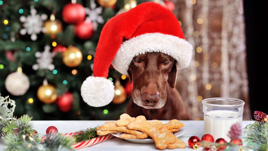 Σκύλος: Λαχταριστά χριστουγεννιάτικα μπισκότα για τον τετράποδο φίλο μας