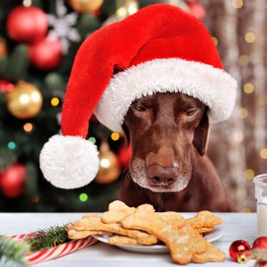 Σκύλος: Λαχταριστά χριστουγεννιάτικα μπισκότα για τον τετράποδο φίλο μας