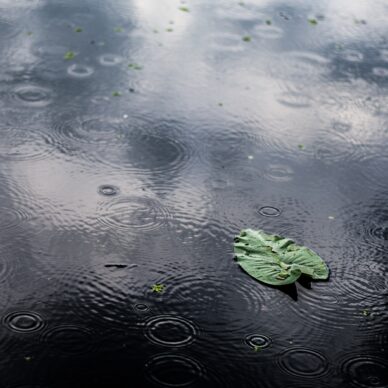 A high angle closeup shot of an isolated green leaf in a puddle on a rainy day