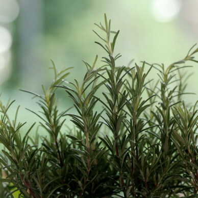 Plant, ingredient. Rosemary on the table