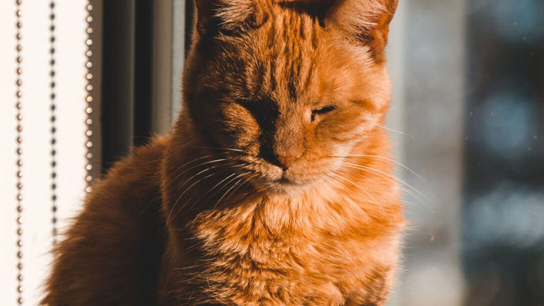 Μπορούν οι γάτες να πάθουν έγκαυμα από τον ήλιο;