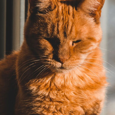 Μπορούν οι γάτες να πάθουν έγκαυμα από τον ήλιο;