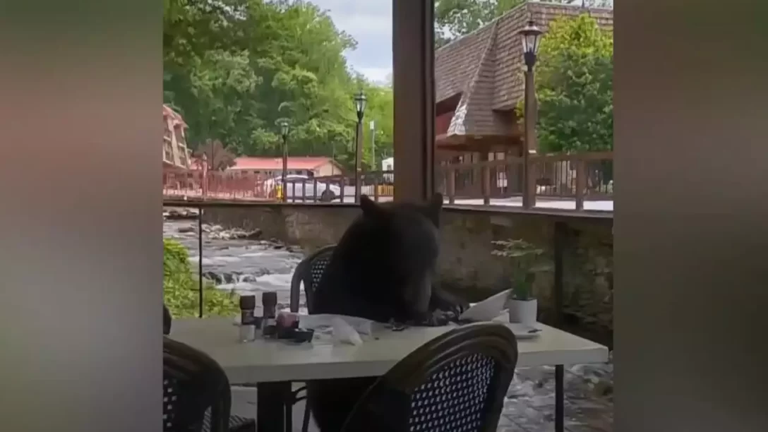 ΗΠΑ: Αρκούδα πήδηξε τα κάγκελα εστιατορίου και απόλαυσε το γεύμα της σε τραπέζι με ειδυλλιακή θέα