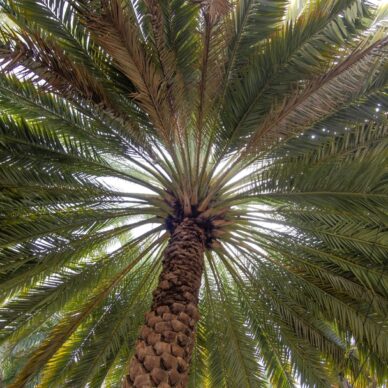 A low angle shot of a wide tall green palm tree