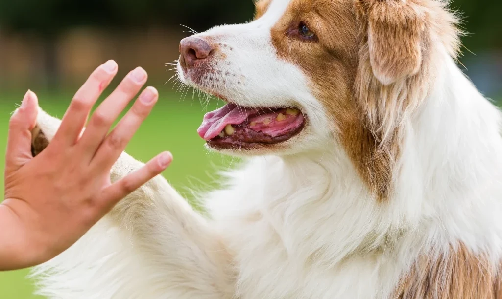 Ο Σκύλος Οδηγός είναι ο πολύτιμος σύντροφος και ακούραστος συνεργάτης του Ατόμου με Αναπηρία Όρασης