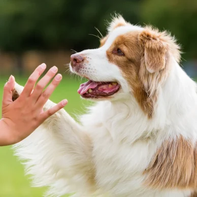 Ο Σκύλος Οδηγός είναι ο πολύτιμος σύντροφος και ακούραστος συνεργάτης του Ατόμου με Αναπηρία Όρασης
