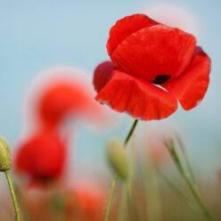 poppy (2)