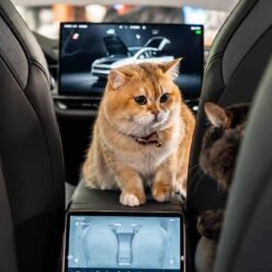 tesla-vs-cats tesla-vs-cats